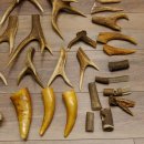 34 x Geweihteilen Hirschteile für Bastler Gewicht 6,8 kg Hirsch Konvolut