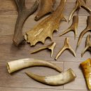 34 x Geweihteilen Hirschteile für Bastler Gewicht 6,8 kg Hirsch Konvolut