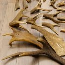 34 x Geweihteilen Hirschteile für Bastler Gewicht 6,8 kg Hirsch Konvolut