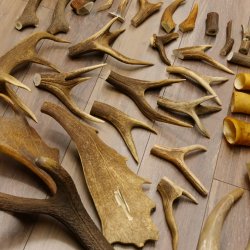 34 x Geweihteilen Hirschteile für Bastler Gewicht 6,8 kg Hirsch Konvolut