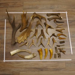 34 x Geweihteilen Hirschteile für Bastler Gewicht 6,8 kg Hirsch Konvolut