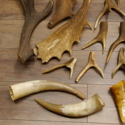 34 x Geweihteilen Hirschteile für Bastler Gewicht 6,8 kg Hirsch Konvolut