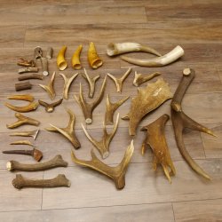 34 x Geweihteilen Hirschteile für Bastler Gewicht 6,8 kg Hirsch Konvolut
