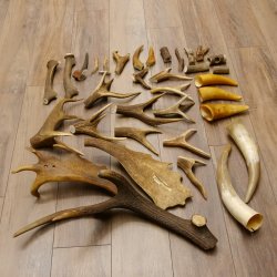 34 x Geweihteilen Hirschteile für Bastler Gewicht 6,8 kg Hirsch Konvolut