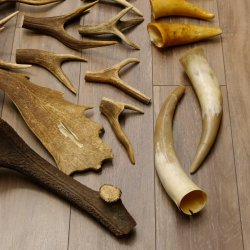 34 x Geweihteilen Hirschteile für Bastler Gewicht 6,8 kg Hirsch Konvolut