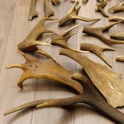 34 x Geweihteilen Hirschteile für Bastler Gewicht 6,8 kg Hirsch Konvolut