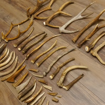 46 x Geweihteilen Hirschteile für Bastler Gewicht 4,9 kg Spitzen Stangen Hirsch Konvolut