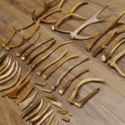 46 x Geweihteilen Hirschteile für Bastler Gewicht 4,9 kg Spitzen Stangen Hirsch Konvolut
