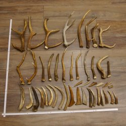 46 x Geweihteilen Hirschteile für Bastler Gewicht 4,9 kg Spitzen Stangen Hirsch Konvolut