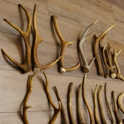 46 x Geweihteilen Hirschteile für Bastler Gewicht 4,9 kg Spitzen Stangen Hirsch Konvolut