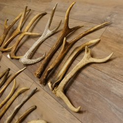 46 x Geweihteilen Hirschteile für Bastler Gewicht 4,9 kg Spitzen Stangen Hirsch Konvolut