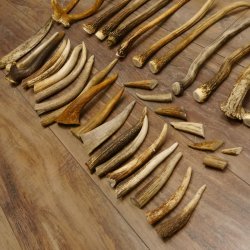 46 x Geweihteilen Hirschteile für Bastler Gewicht 4,9 kg Spitzen Stangen Hirsch Konvolut
