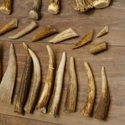 46 x Geweihteilen Hirschteile für Bastler Gewicht 4,9 kg Spitzen Stangen Hirsch Konvolut
