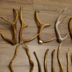 46 x Geweihteilen Hirschteile für Bastler Gewicht 4,9 kg Spitzen Stangen Hirsch Konvolut