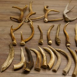 46 x Geweihteilen Hirschteile für Bastler Gewicht 4,9 kg Spitzen Stangen Hirsch Konvolut