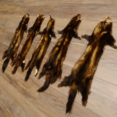 Iltisfell 5 Stück Iltisfelle Fell gebrauchte Tierfelle Konvolut