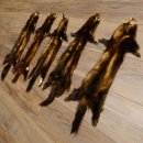 Iltisfell 5 Stück Iltisfelle Fell gebrauchte Tierfelle Konvolut