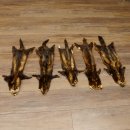Iltisfell 5 Stück Iltisfelle Fell gebrauchte Tierfelle Konvolut