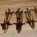 Iltisfell 5 Stück Iltisfelle Fell gebrauchte Tierfelle Konvolut