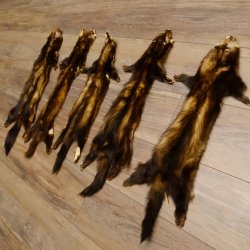 Iltisfell 5 Stück Iltisfelle Fell gebrauchte Tierfelle Konvolut