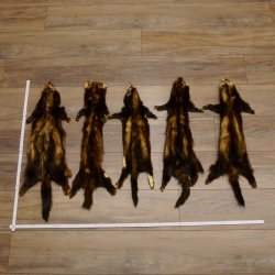 Iltisfell 5 Stück Iltisfelle Fell gebrauchte Tierfelle Konvolut
