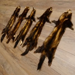 Iltisfell 5 Stück Iltisfelle Fell gebrauchte Tierfelle Konvolut