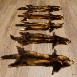 Iltisfell 5 Stück Iltisfelle Fell gebrauchte Tierfelle Konvolut