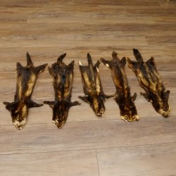 Iltisfell 5 Stück Iltisfelle Fell gebrauchte Tierfelle Konvolut