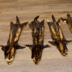 Iltisfell 5 Stück Iltisfelle Fell gebrauchte Tierfelle Konvolut