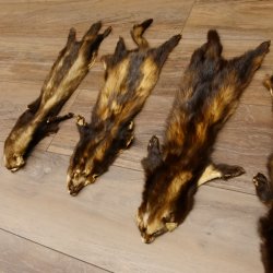Iltisfell 5 Stück Iltisfelle Fell gebrauchte Tierfelle 87.9.3