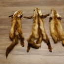5 Stück Marder Felle Steinmarder Fell Tier