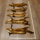 5 Stück Marder Felle Steinmarder Fell Tier