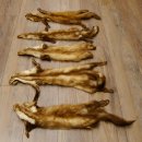 5 Stück Marder Felle Steinmarder Fell Tier