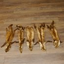 5 Stück Marder Felle Steinmarder Fell Tier