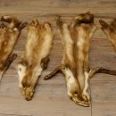 5 Stück Marder Felle Steinmarder Fell Tier