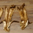 5 Stück Marder Felle Steinmarder Fell Tier