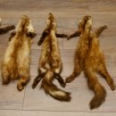 5 Stück Marder Felle Steinmarder Fell Tier