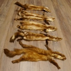 5 Stück Marder Felle Steinmarder Fell Tier