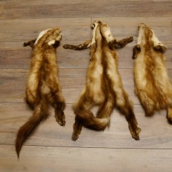 5 Stück Marder Felle Steinmarder Fell Tier