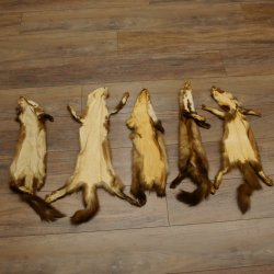 5 Stück Marder Felle Steinmarder Fell Tier