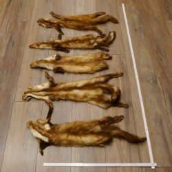 5 Stück Marder Felle Steinmarder Fell Tier
