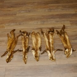 5 Stück Marder Felle Steinmarder Fell Tier