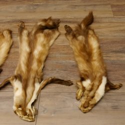 5 Stück Marder Felle Steinmarder Fell Tier
