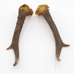 Reh Geweih Stangen Paar Rehstangen 2 Stück Länge 15 cm 14.2.441