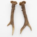 Reh Geweih Stangen Paar Rehstangen 2 Stück Länge 17 cm 14.2.442