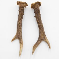 Reh Geweih Stangen Paar Rehstangen 2 Stück Länge 17 cm 14.2.442