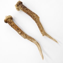 Reh Geweih Stangen Paar Rehstangen 2 Stück Länge 17 cm 14.2.447