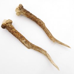 Reh Geweih Stangen Paar Rehstangen 2 Stück Länge 17 cm 14.2.447