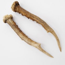 Reh Geweih Stangen Paar Rehstangen 2 Stück Länge 17 cm 14.2.447