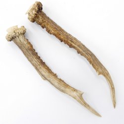 Reh Geweih Stangen Paar Rehstangen 2 Stück Länge 17 cm 14.2.447